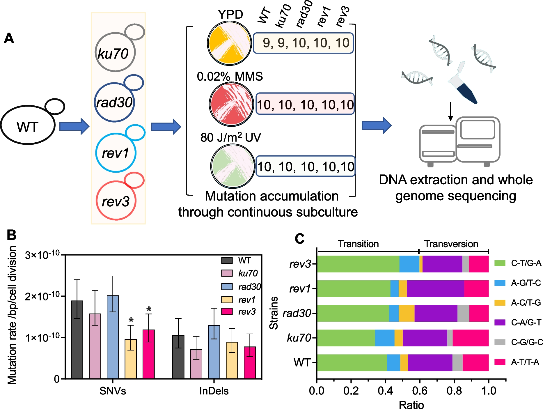 The roles of NHEJ and TLS pathways in genomic alterations and phenotypic evolution in the yeast