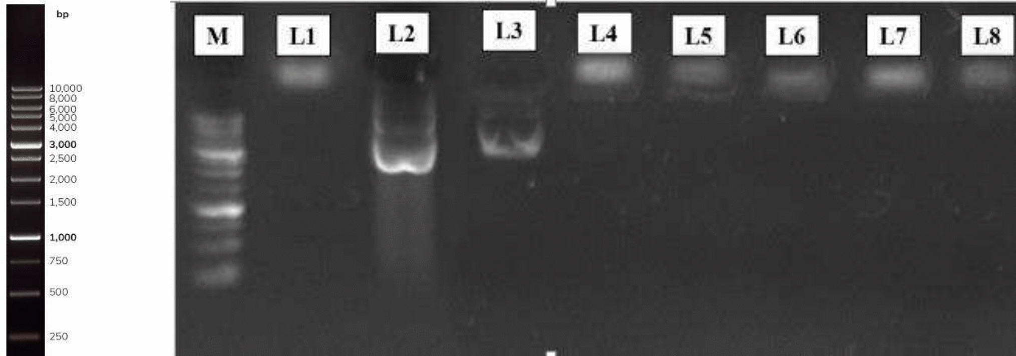Direct electrospraying of chitosan-plasmid nanoparticles enhances transformation efficiency compared to the conventional heat-shock method