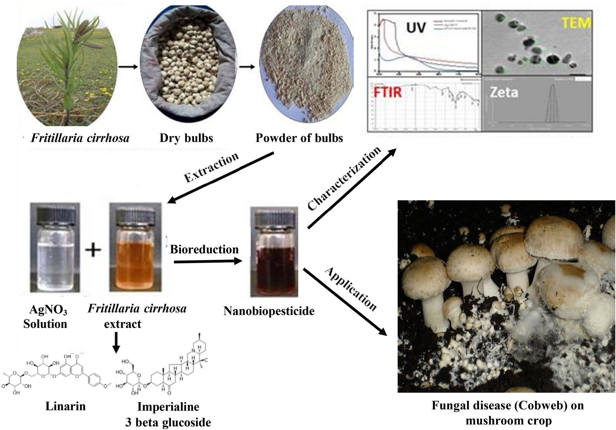 derived bio silver nanoparticles based nanobiopesticide: an effective antifungal agent against cobweb disease in mushroom crop
