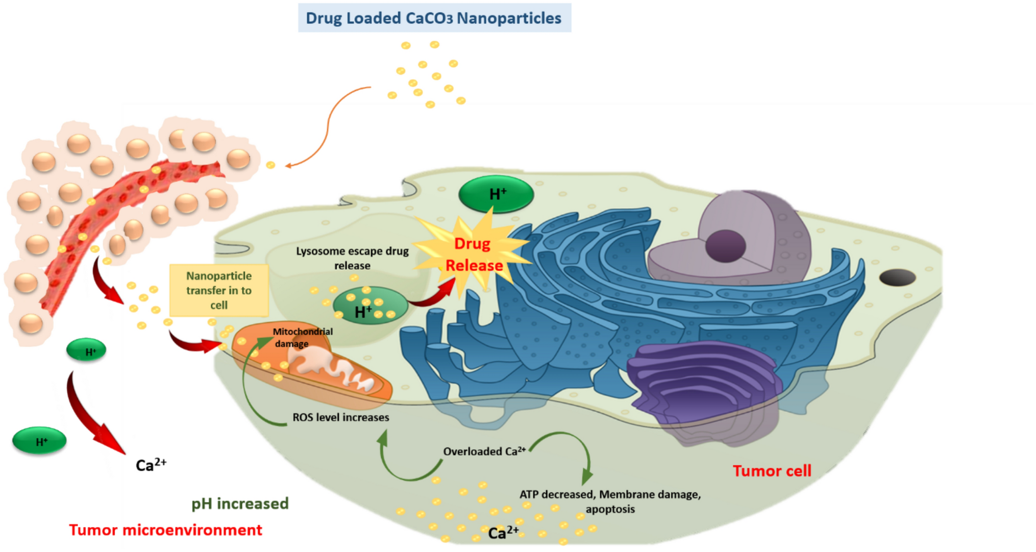Sustained release of epigallocatechin gallate from calcium carbonate nanoparticles: promising therapy for colorectal cancer