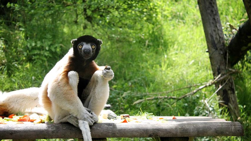 World-first study to revolutionise care of endangered species