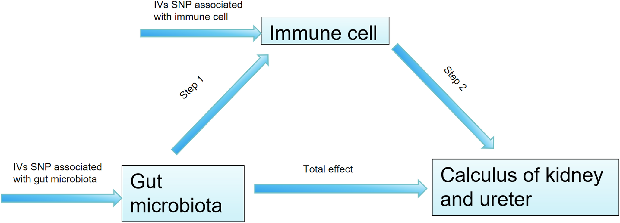 Unraveling the gut–immune–kidney axis in kidney stone disease: a two-step Mendelian randomization investigation