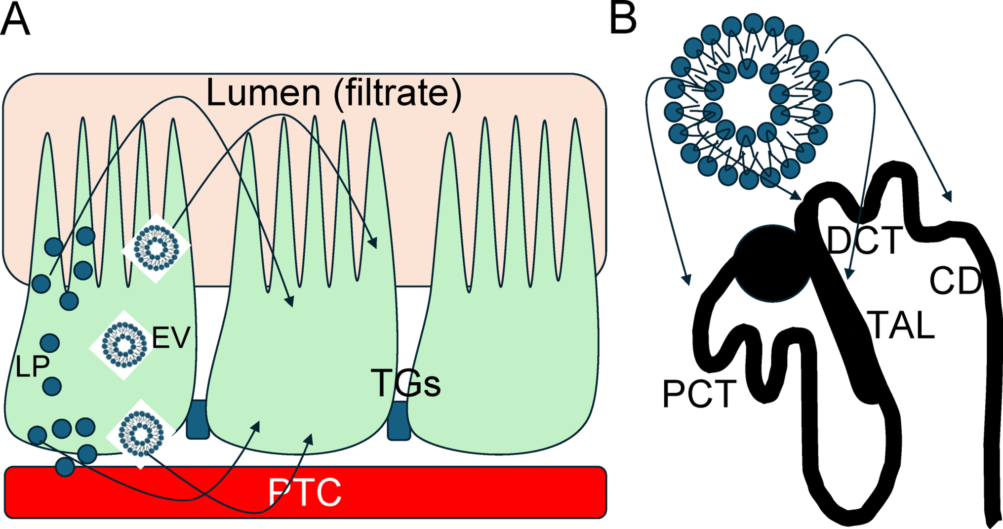 Apoptosis, ferroptosis, necrosis, necroptosis and pyroptosis in the formation of calcium oxalate kidney stones