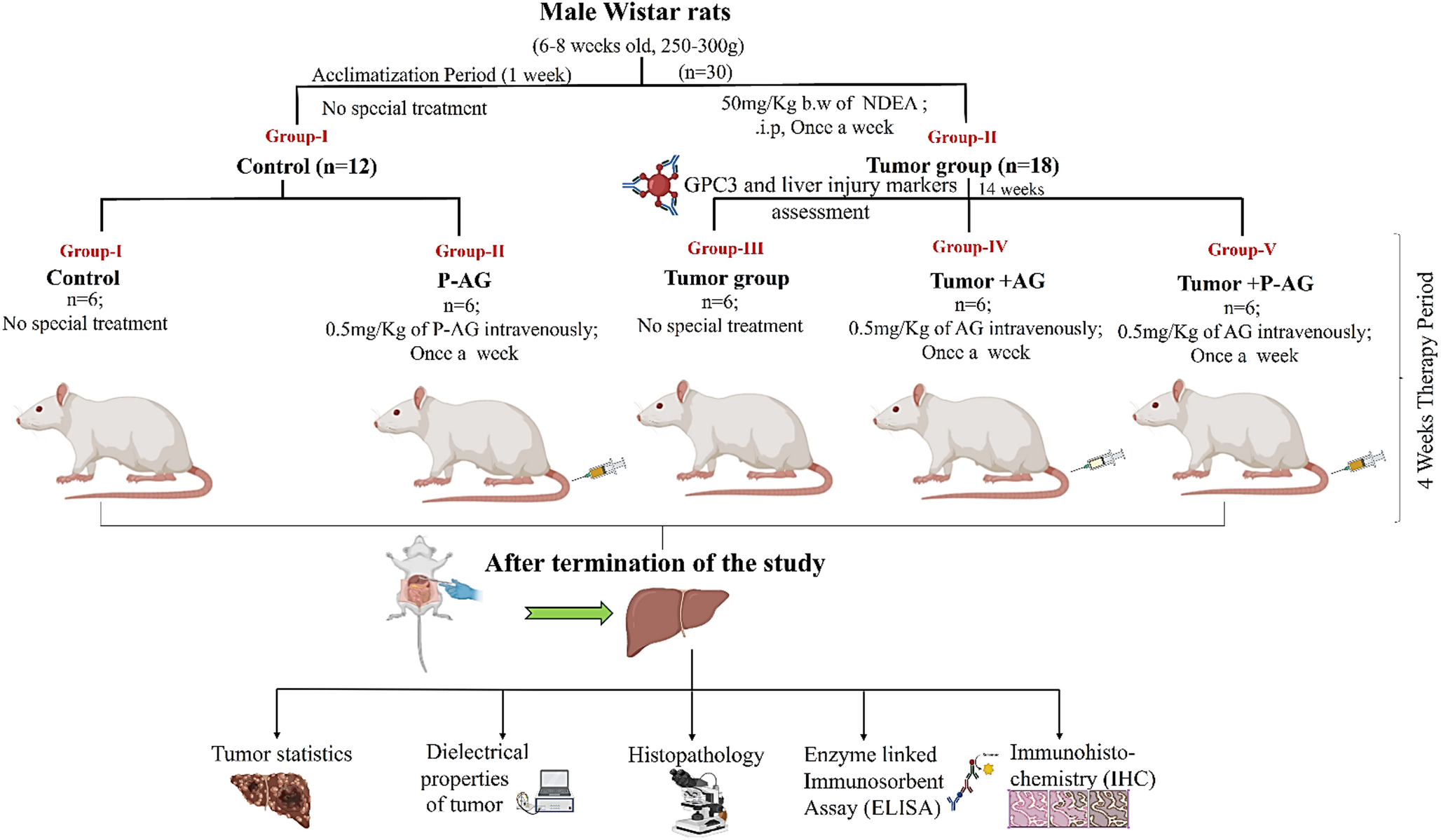 Phosphorylation Enhanced the anti-cancer Therapeutic Activity of -derived Arabinogalactan in Hepatocellular Carcinoma