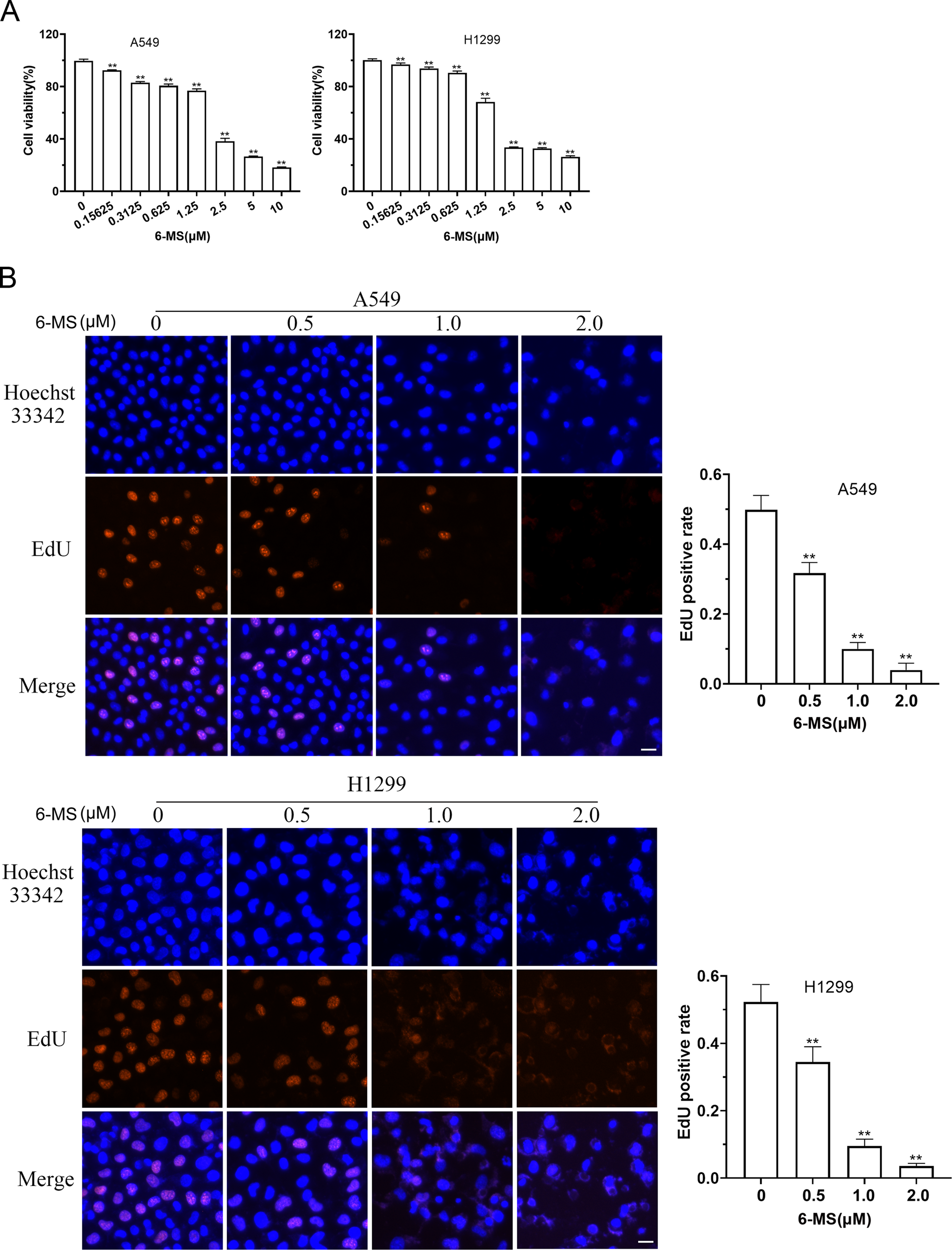6-Methoxydihydrosanguinarine Suppresses the Proliferation of Non-small Cell Lung Cancer Cells through Elevation of ROS and Activation of IRE1/JNK Signaling