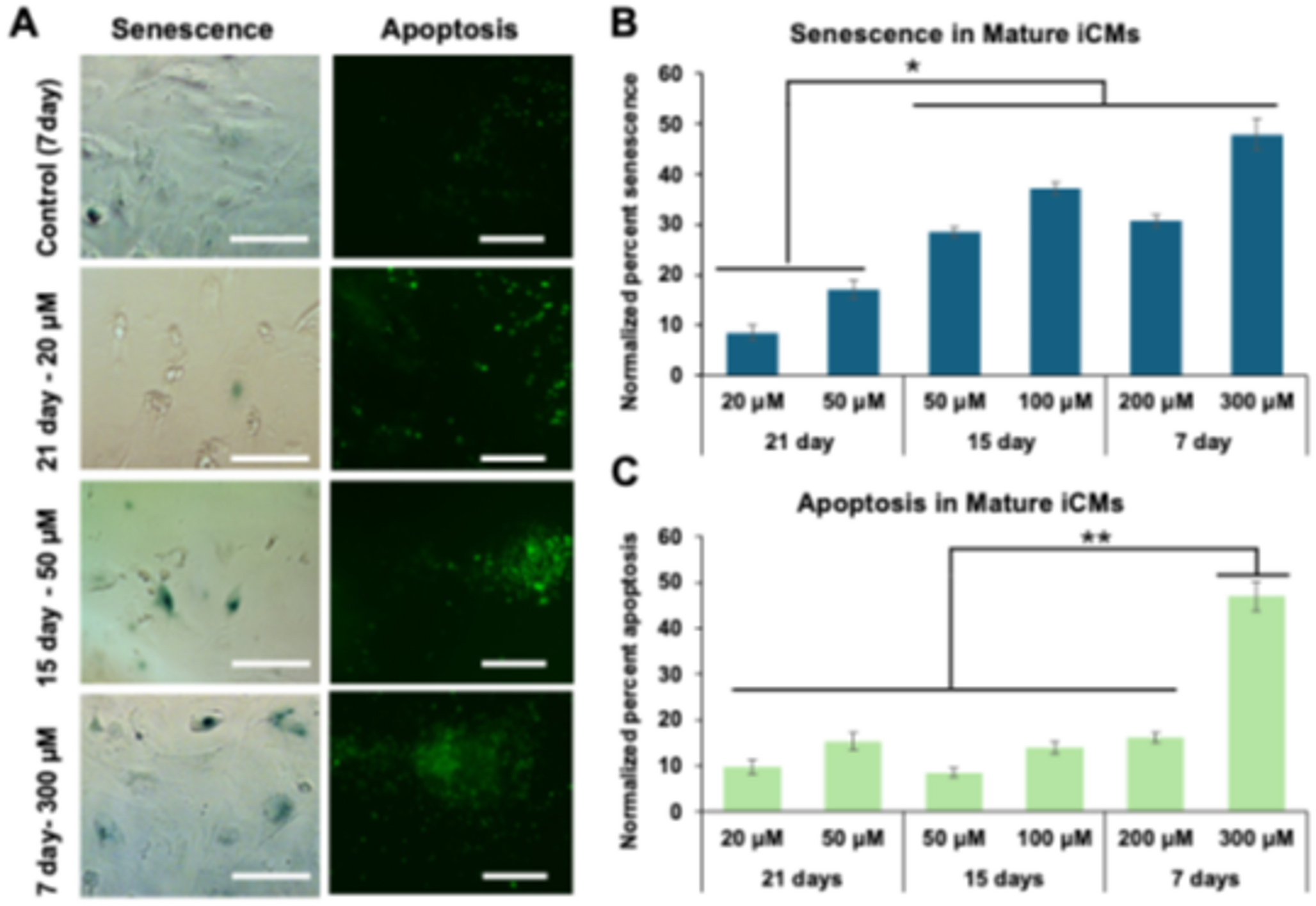 Inducing Oxidative Stress-Driven Senescent Phenotype in Induced Pluripotent Stem Cell Derived Cardiomyocytes