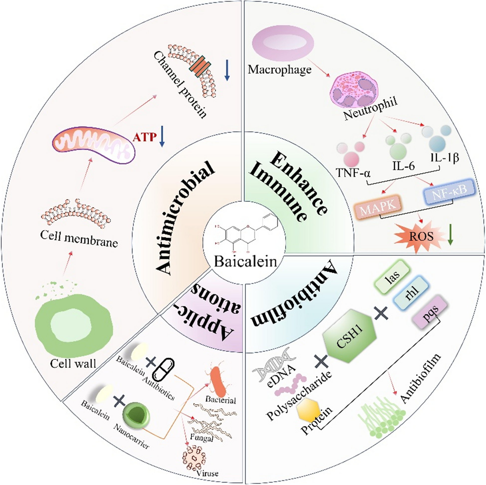 The antibacterial activity, action mechanisms and prospects of Baicalein as an antibacterial adjuvant