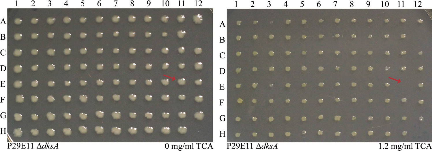 Genome-Wide Screen using  Keio knockout mutant line reveals genes related to the antimicrobial properties of trans-Cinnamic Acid