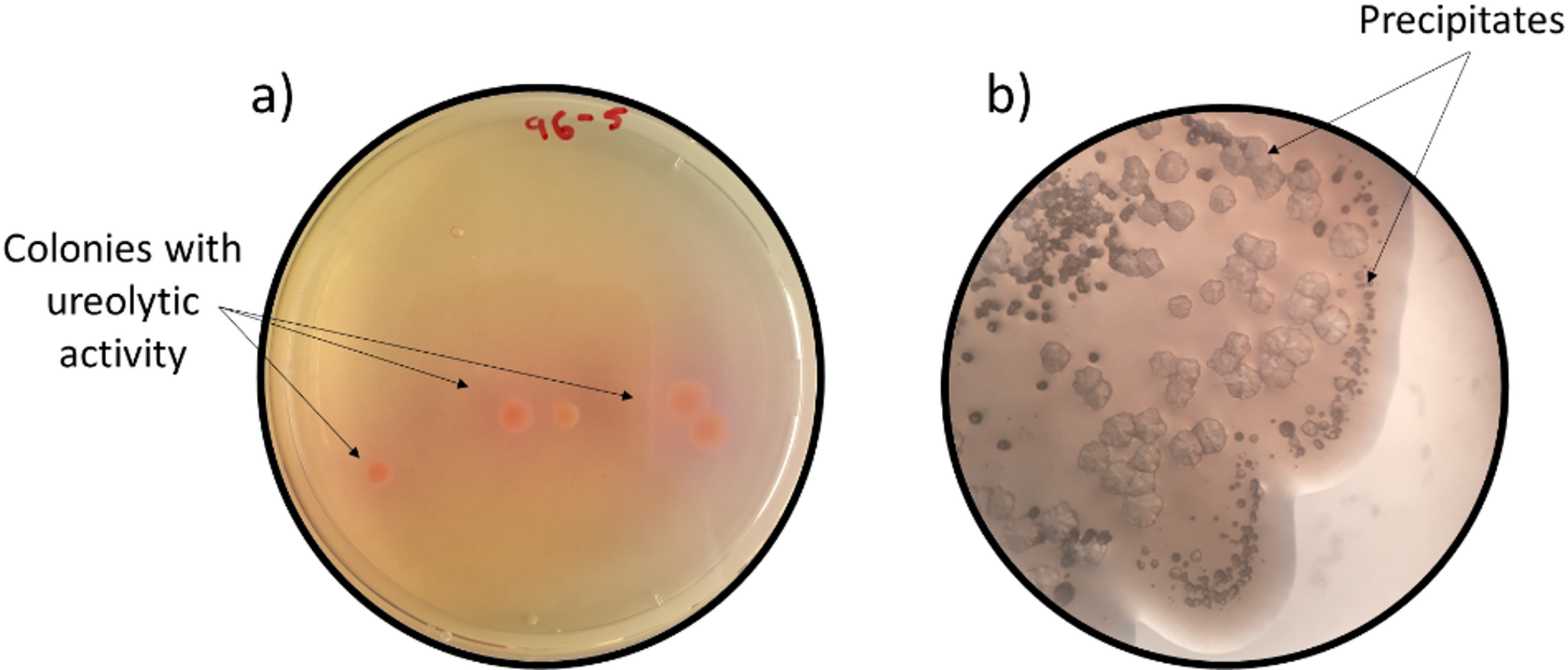 Cadmium removal and indole acetic acid production by ureolytic bacteria isolated from rhizosphere soils