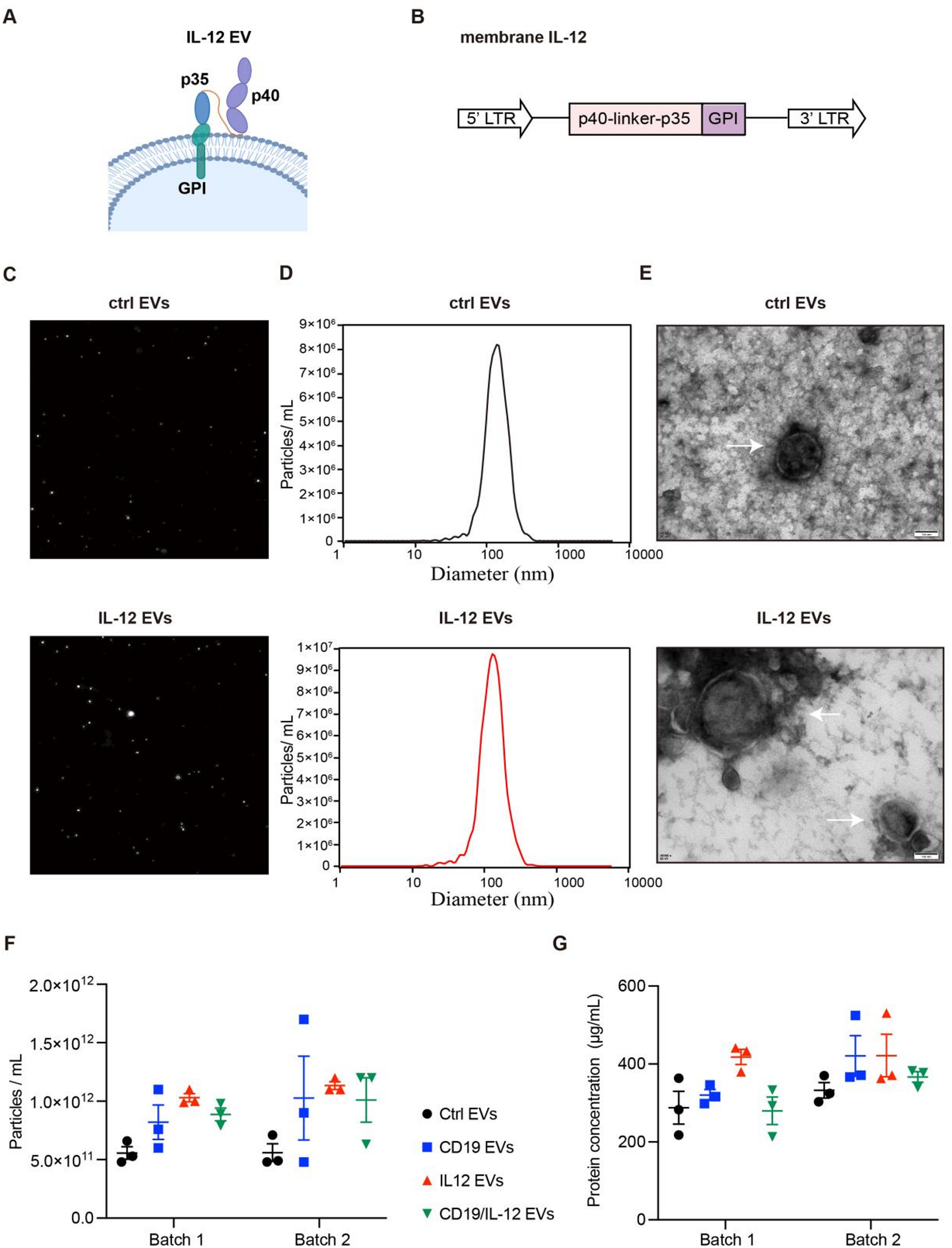 Improving CAR-T cell function through a targeted cytokine delivery system utilizing car target-modified extracellular vesicles