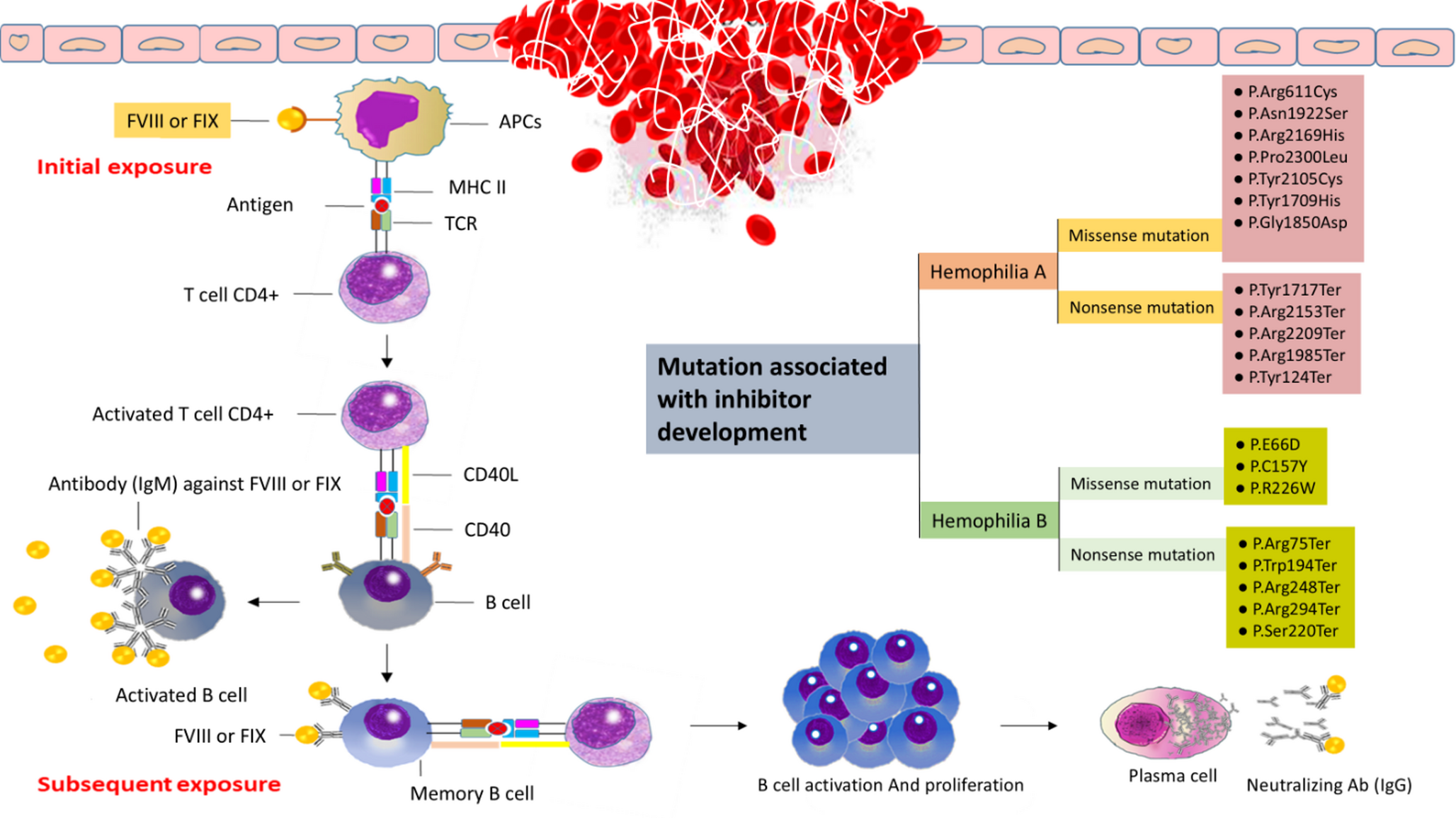 Missense and nonsense mutations and inhibitor development in patients with hemophilia A and B
