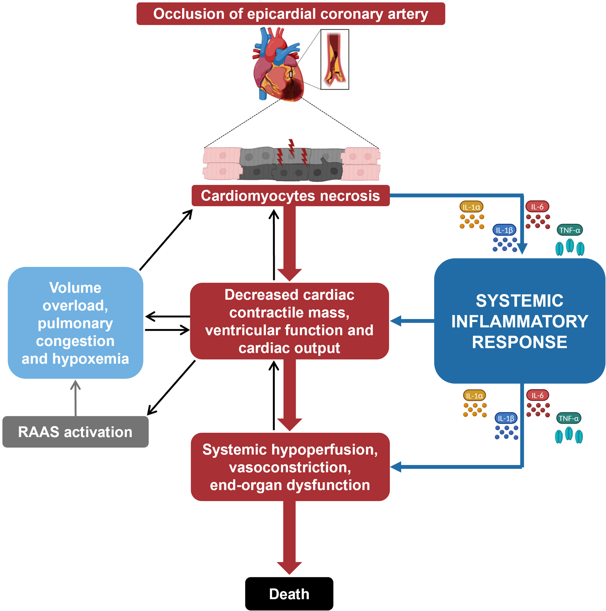 Interleukin-6 in Cardiogenic Shock