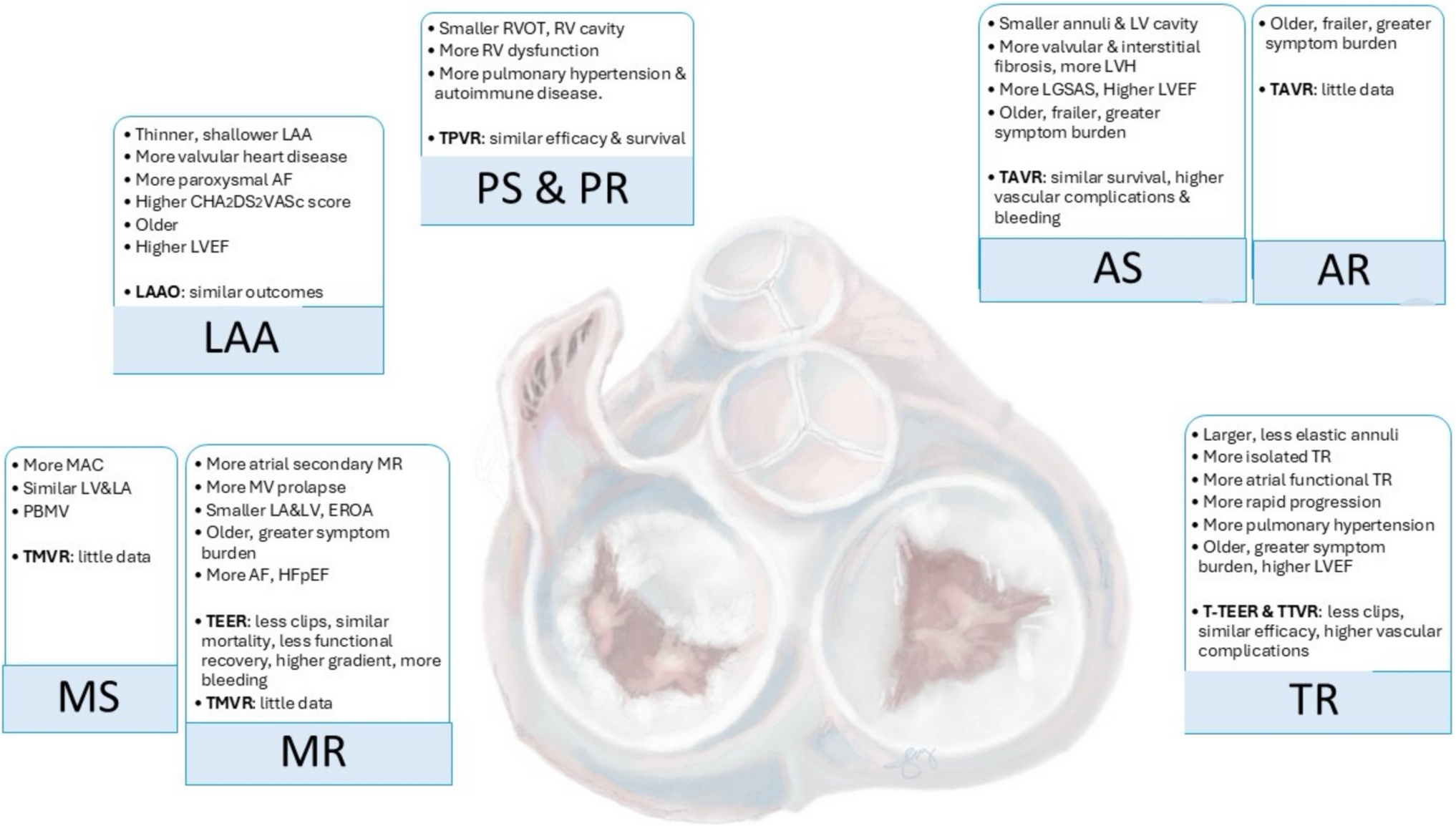 Transcatheter Structural Heart Interventions in Women