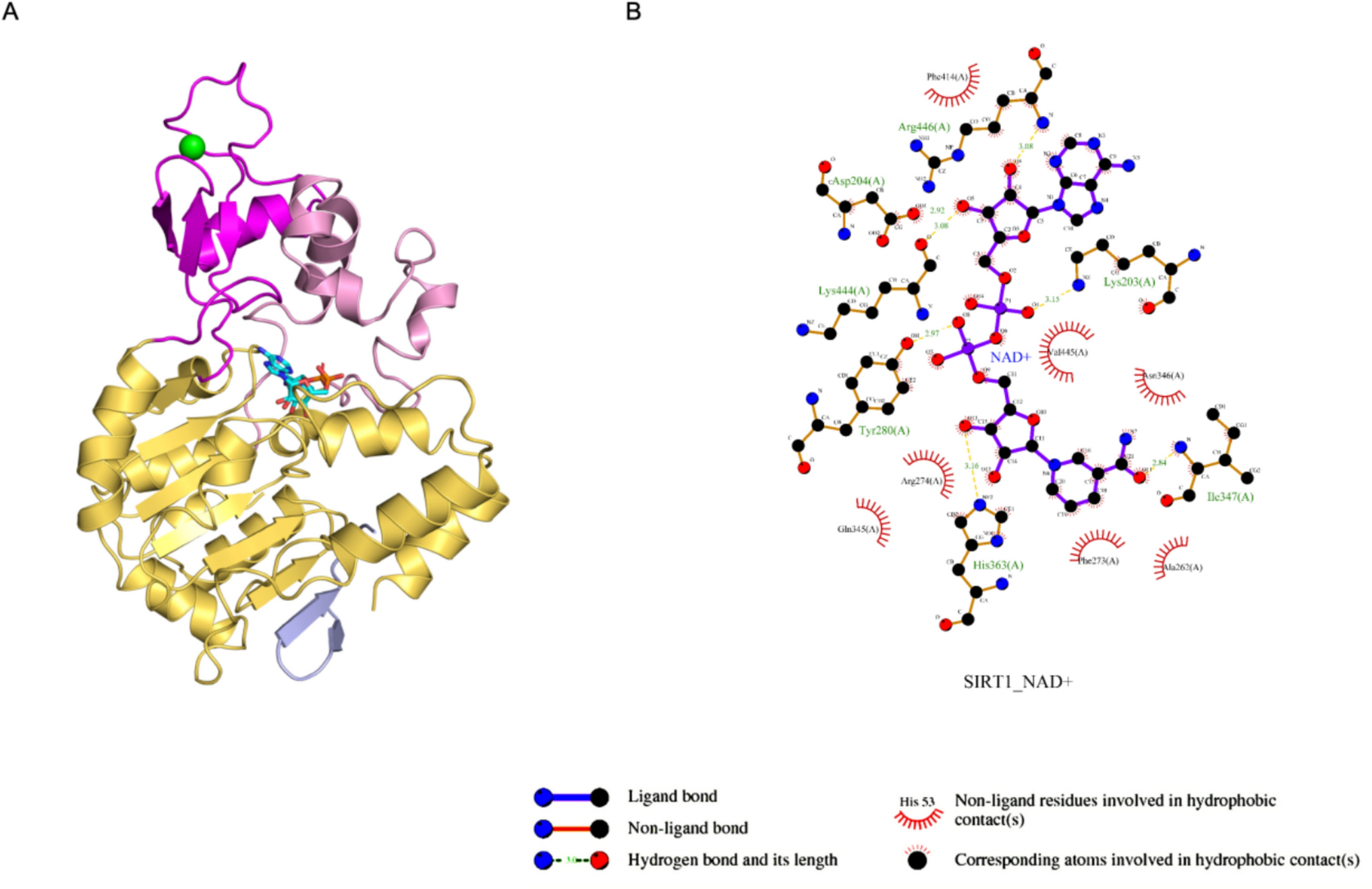 SIRT1 as a potential target for age-related eye diseases: mechanisms and therapeutic strategies