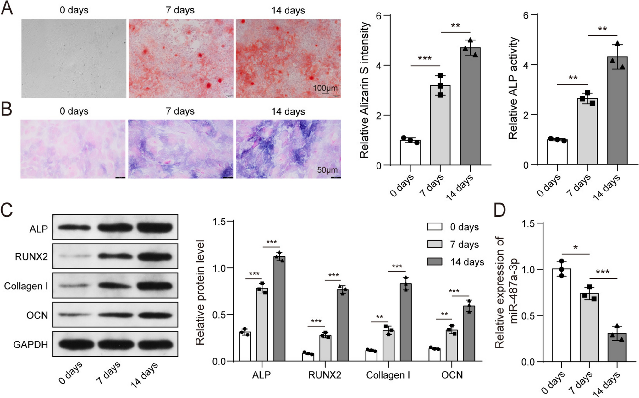 FTO inhibited miR-487a-3p biosynthesis via N6-methyladenosine-dependent pathway to promote WNT5A-mediated osteogenic differentiation of adipose-derived stem cells
