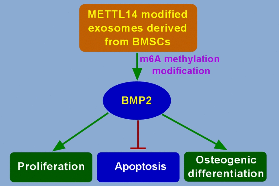 Bone marrow mesenchymal stem cell-derived exosomal METTL14 promotes the osteogenic differentiation of MC3T3-E1 cells by regulating BMP2 in bone fracture recovery