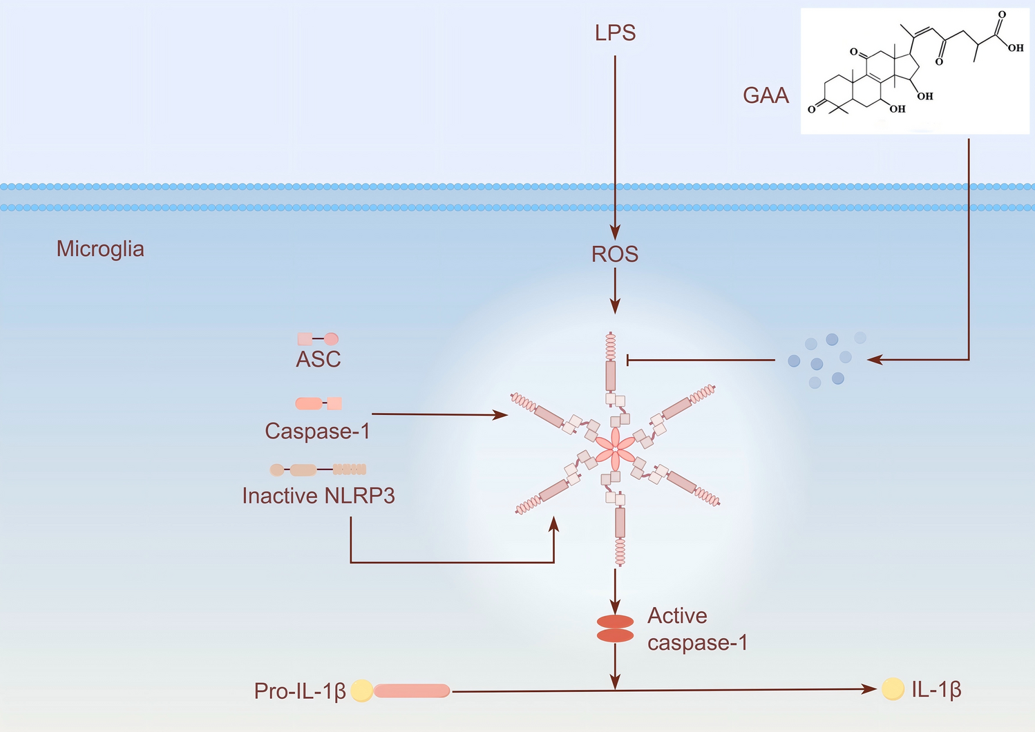 ameliorated LPS-induced depression-like behaviors via suppression of acute neuroinflammation
