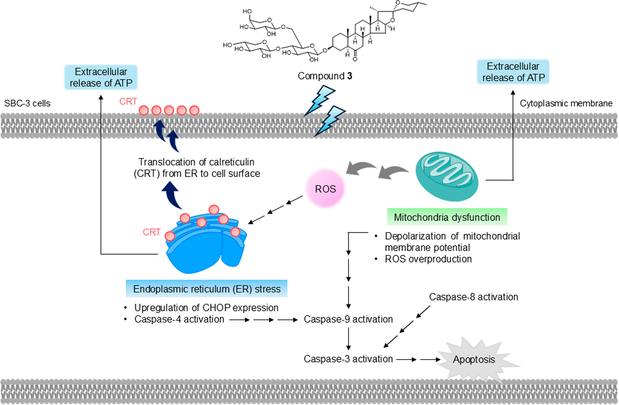 Apoptosis-inducing activity of a steroidal glycoside from  G. Don. bulbs in human small-cell lung cancer cells via mitochondrial dysfunction and ER stress