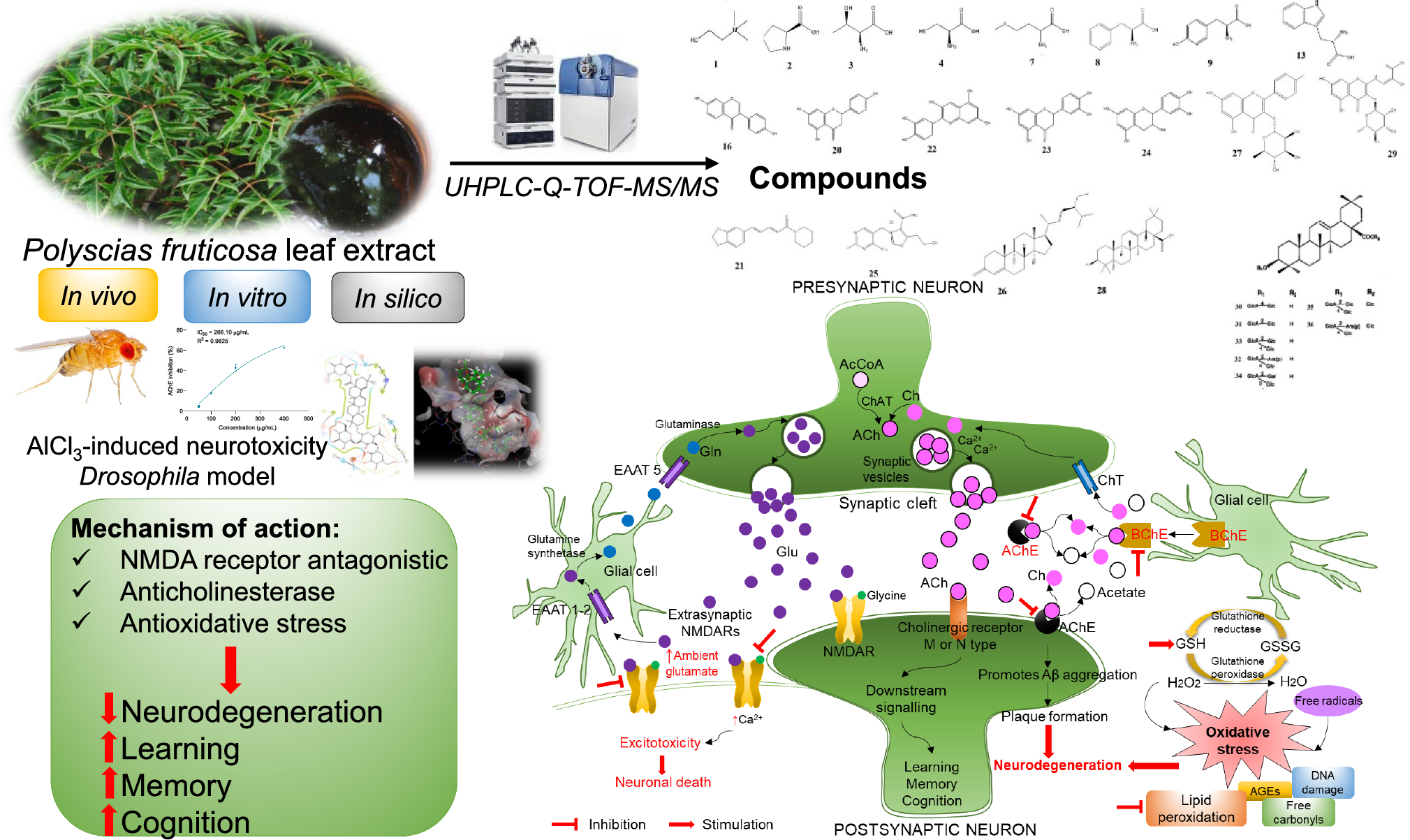 Ameliorative role of  leaf extract in aluminum chloride-induced neurotoxicity flies possibly mediated by -methyl--aspartate receptor antagonistic and anticholinesterase active compounds