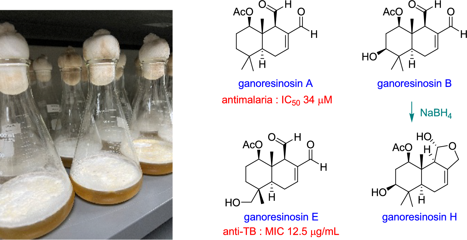 Drimane sesquiterpenoids from cultures of basidiomycete
