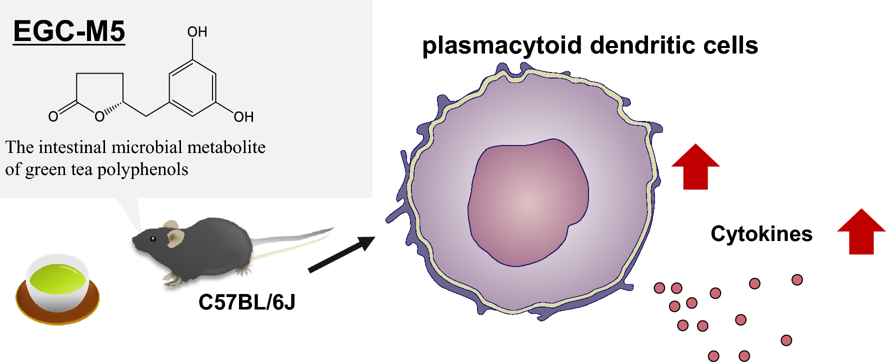 Metabolite derived from green tea polyphenol increases and activates plasmacytoid dendritic cells