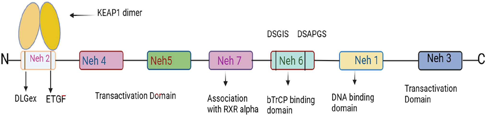 Targeting Nrf2 in acute myeloid leukemia: an updated review on its role in chemoresistance and emerging therapeutic strategies