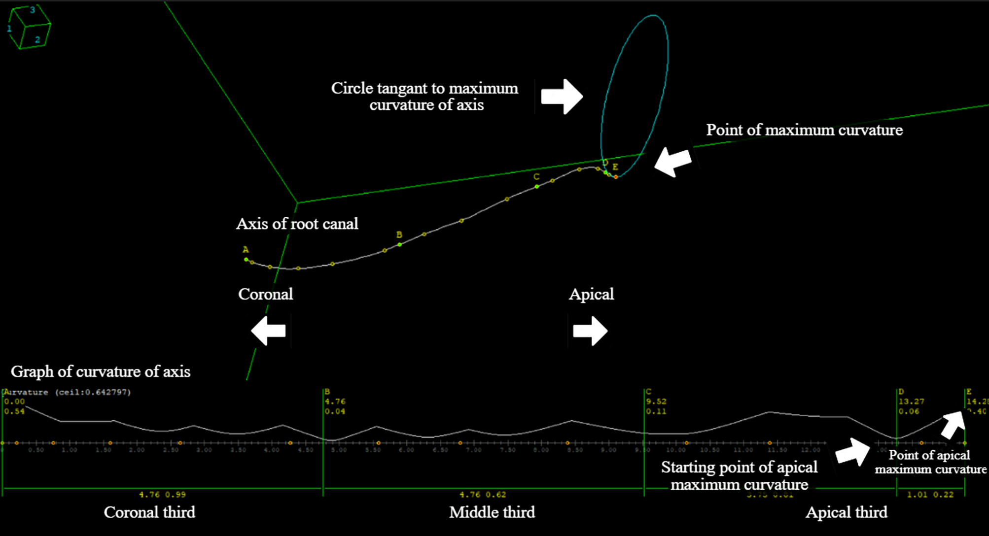 Three-dimensional evaluation of age-related changes in root canal curvature and dentin thickness in mandibular first molars using micro-computed tomography