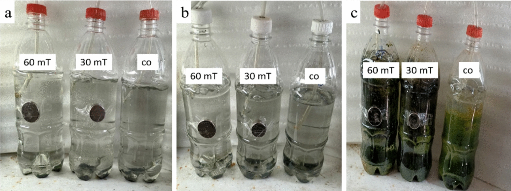 The effect of magnetic fields on the antimicrobial and antioxidant properties of toothpaste produced by phycoerythrin and  oil