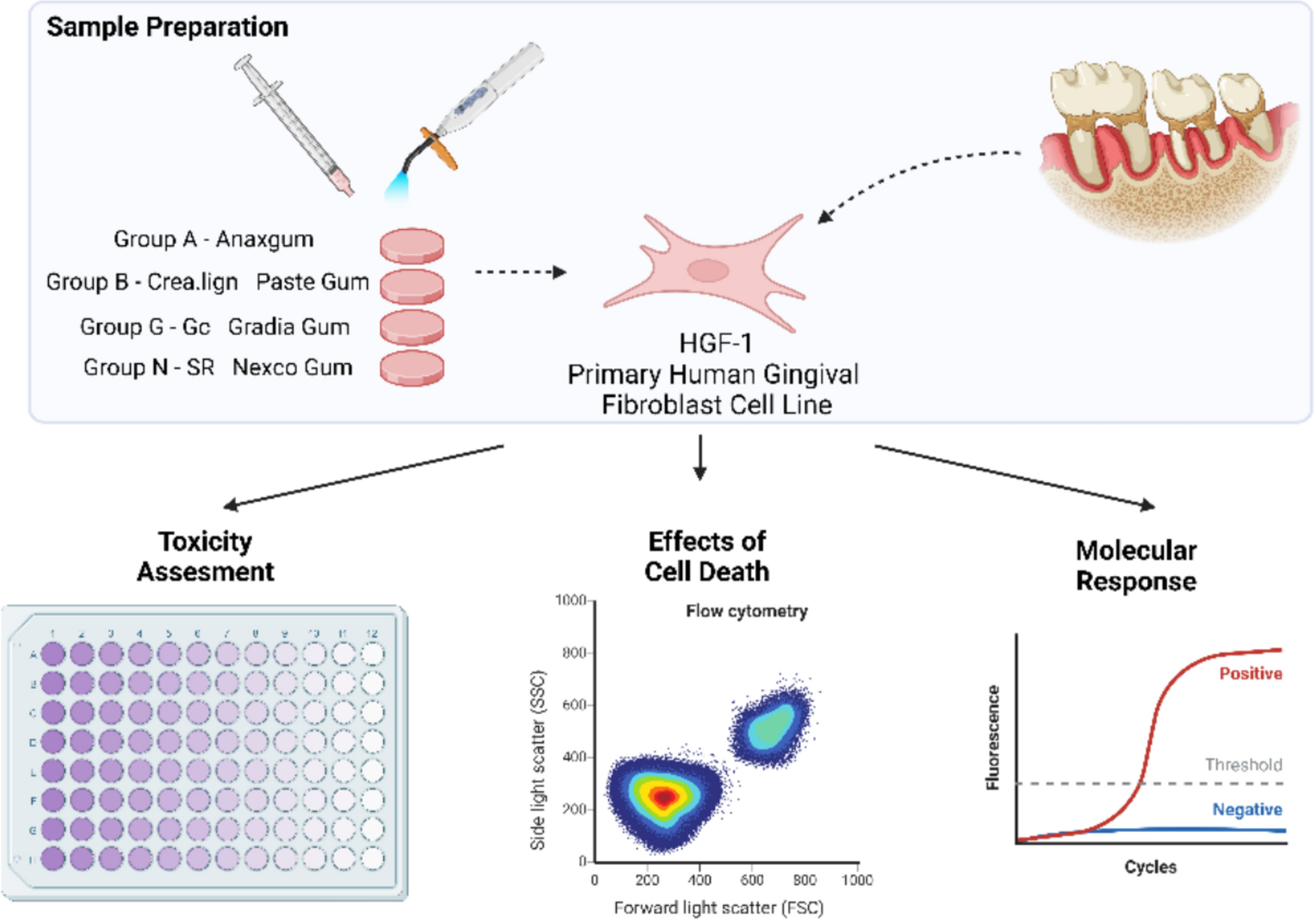 In vitro evaluation of gingiva-colored composite resins: cytotoxicity, apoptosis, and p53/NF-κB expression