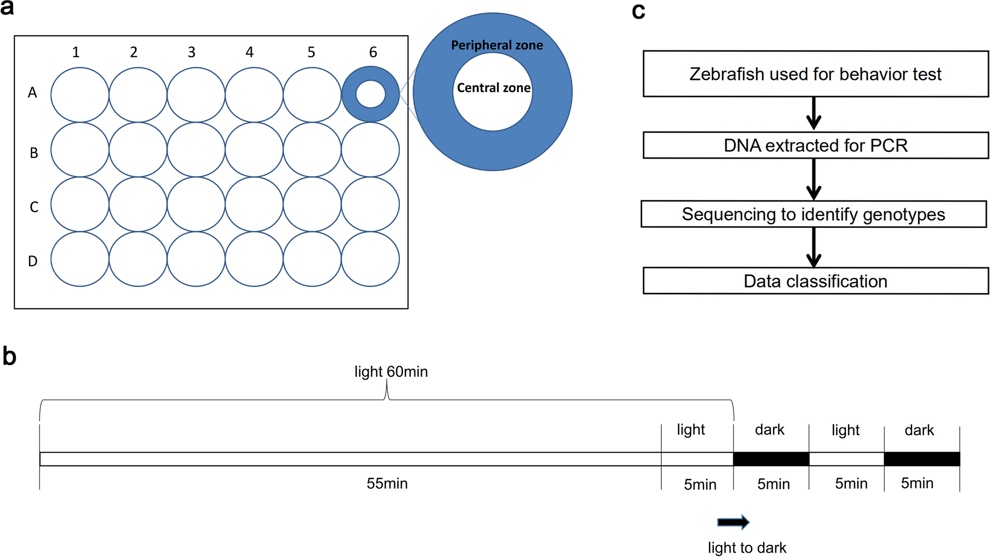 Effects of two -knockout strains on the morphology and behavior in zebrafish