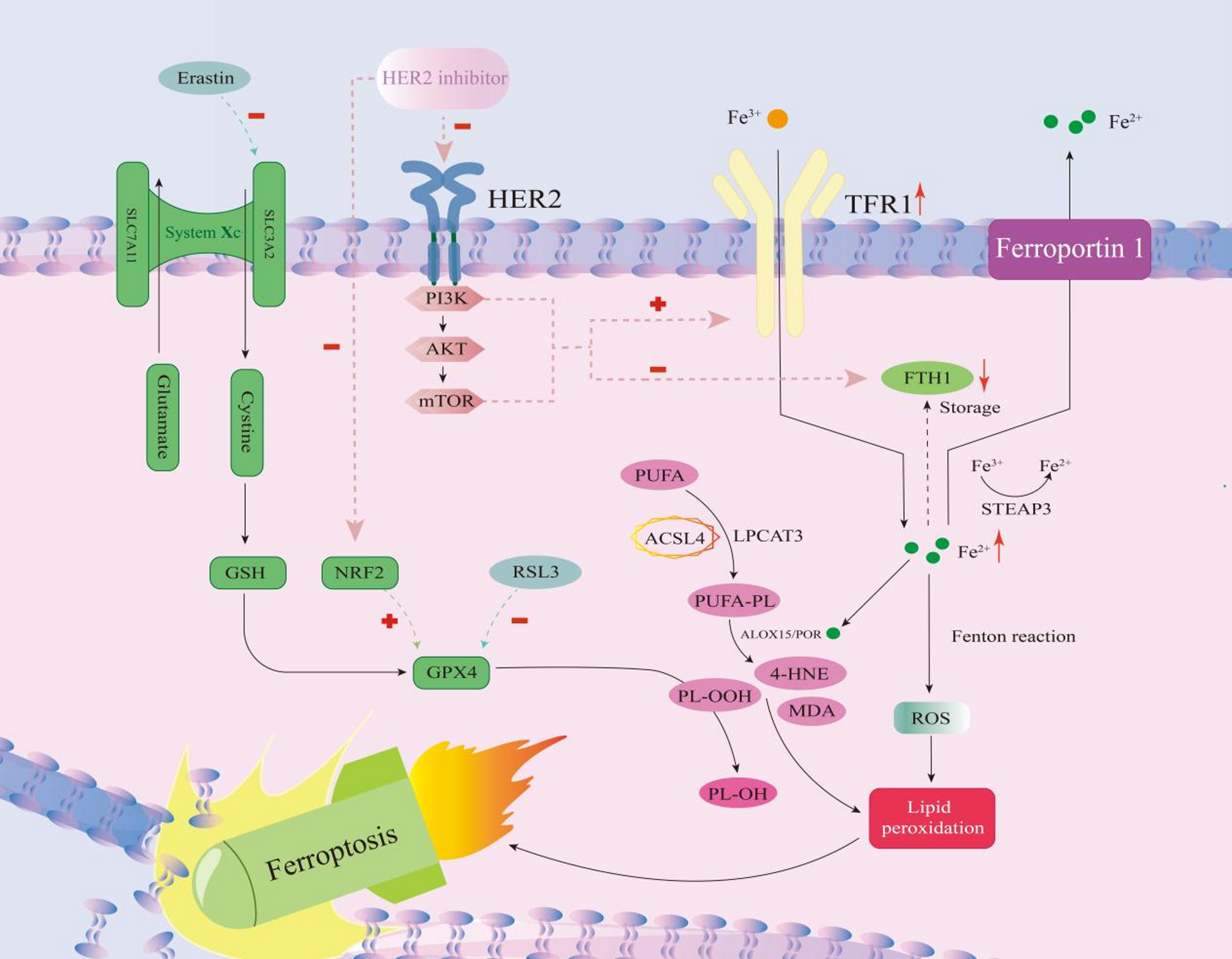 Advances in novel cell death mechanisms in breast cancer: intersecting perspectives on ferroptosis, cuproptosis, disulfidptosis, and pyroptosis