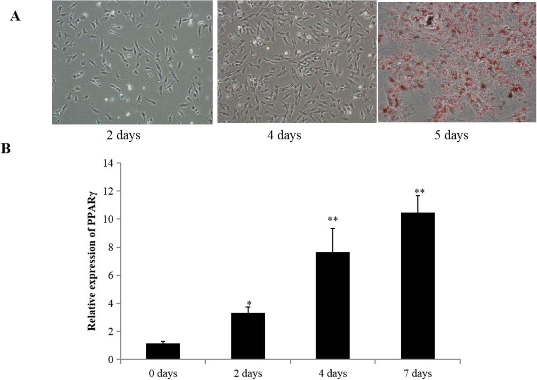 Regulation of LCN-2/PI3K/Akt on TNF-α induced inflammatory response of porcine intramuscular adipocytes