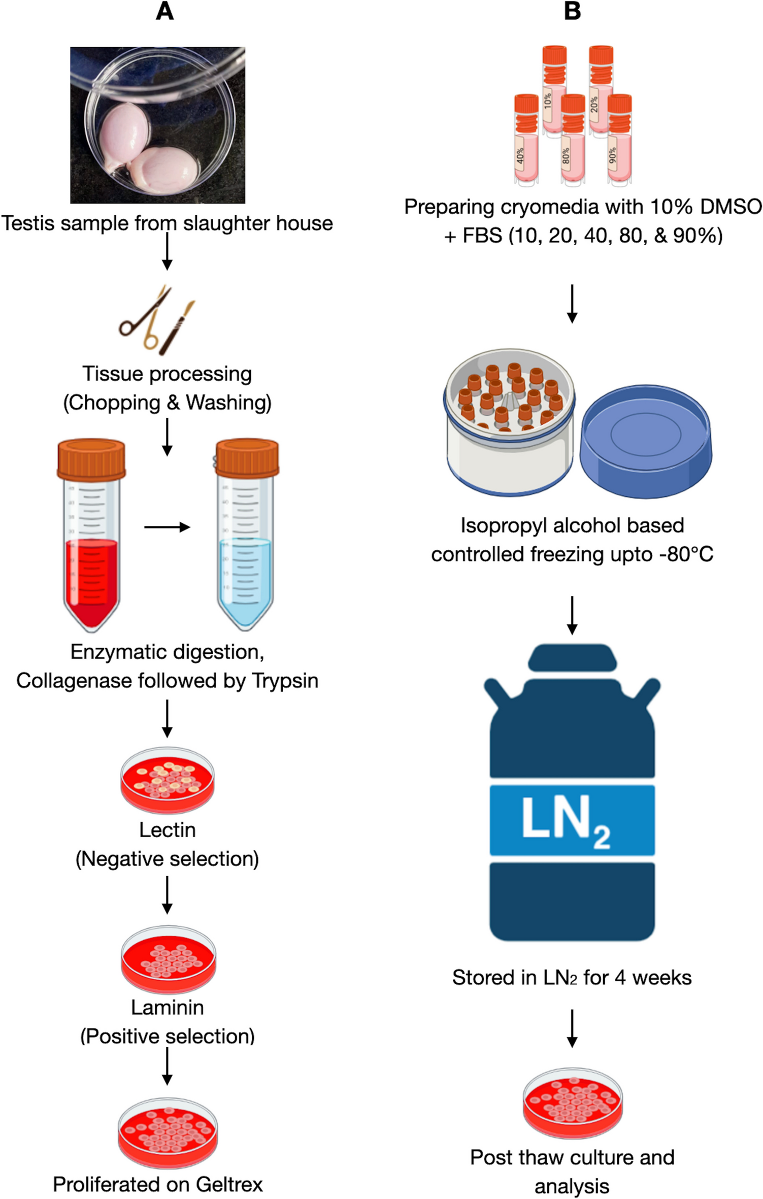 Fetal bovine serum in cryomedia protects sheep spermatogonial stem cells and preserves stemness characteristics during cryopreservation