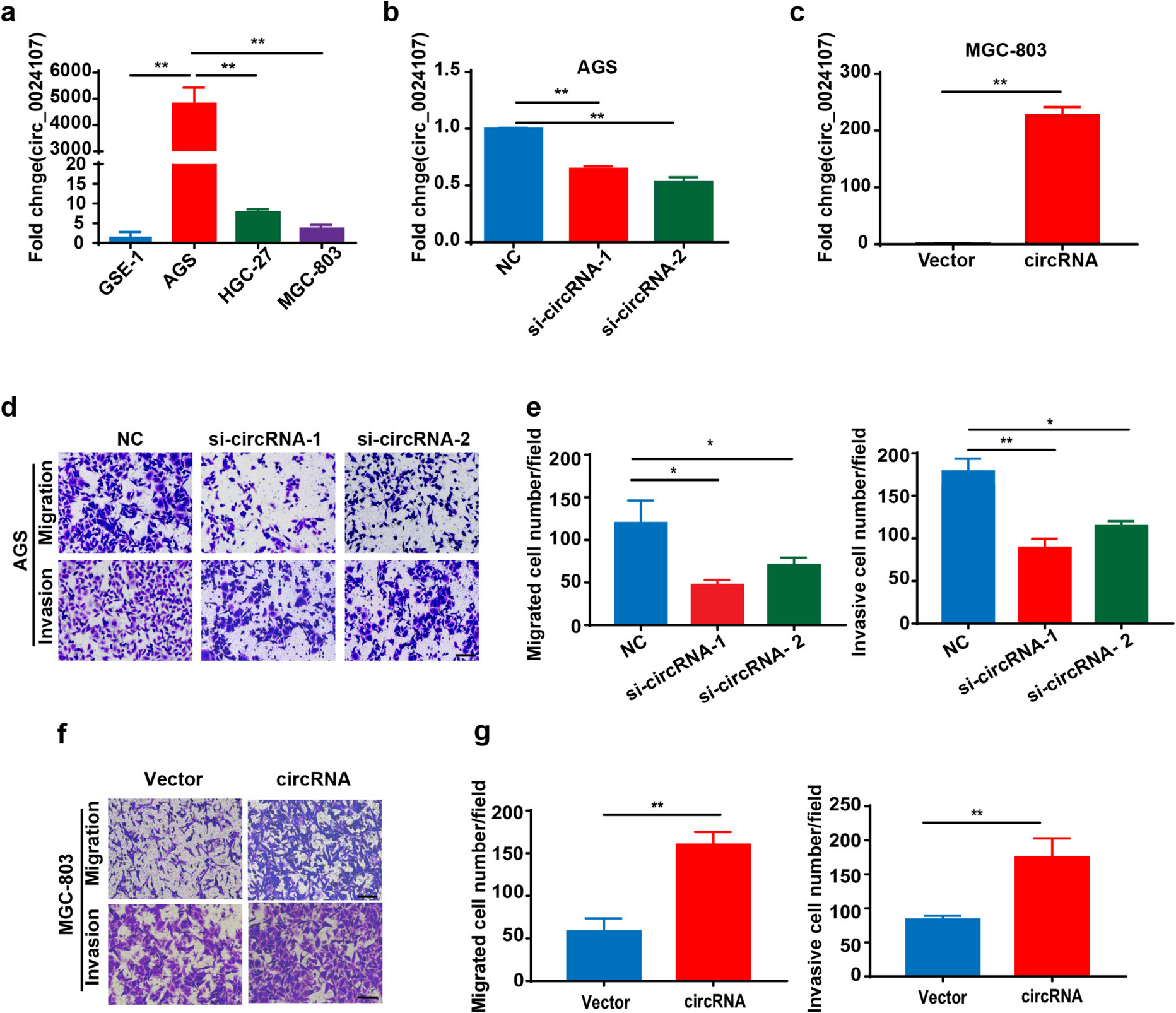 KHDRBS3-mediated upregulation of circ_0024107 in gastric cancer cells and GC-MSCs synergistically drives gastric cancer cell migration and invasion