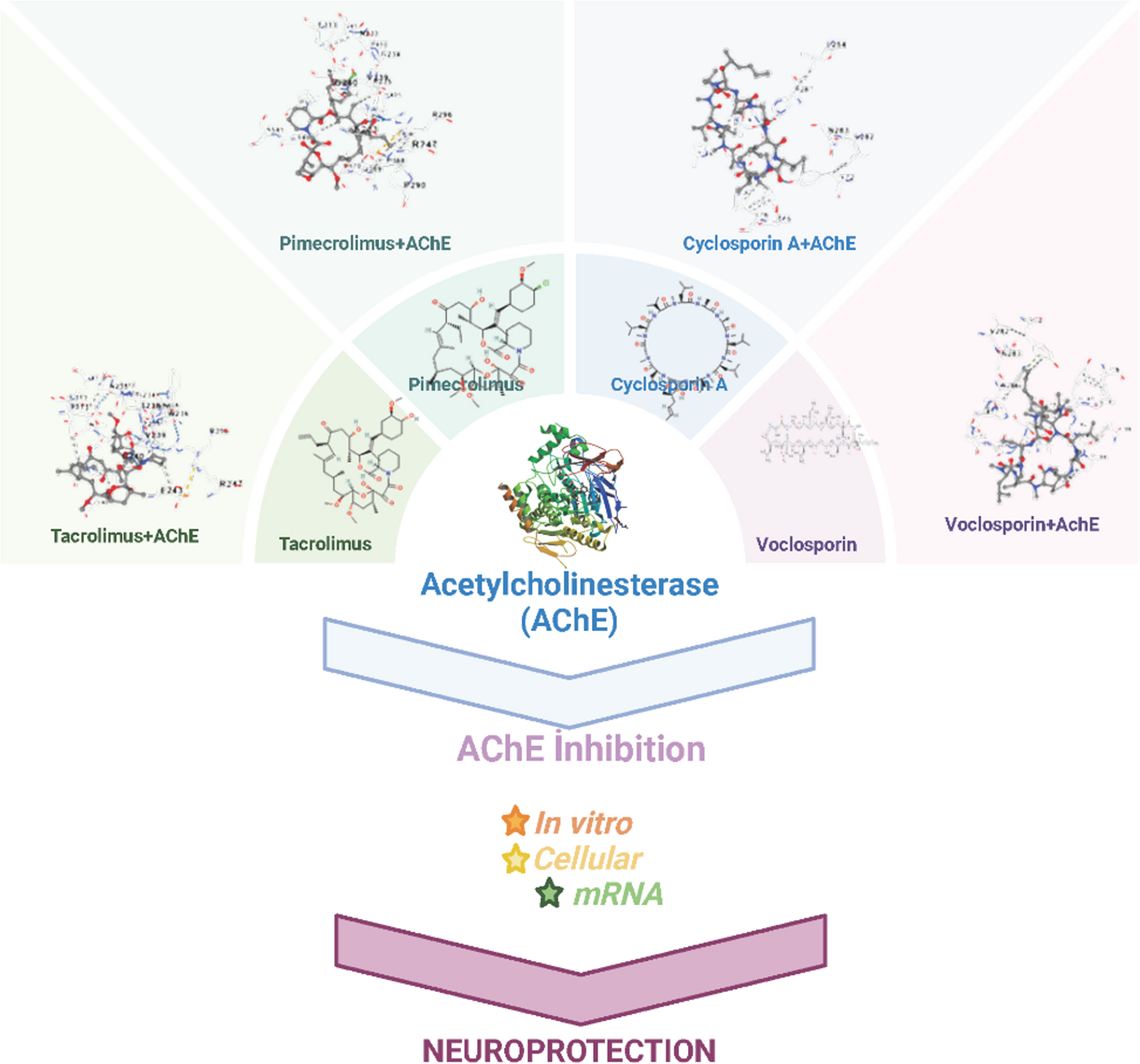 Evaluating the Neuroprotective and Acetylcholinesterase Inhibitory Properties of Four Calcineurin Inhibitor Drugs: Tacrolimus, Pimecrolimus, Cyclosporin A, and Voclosporin