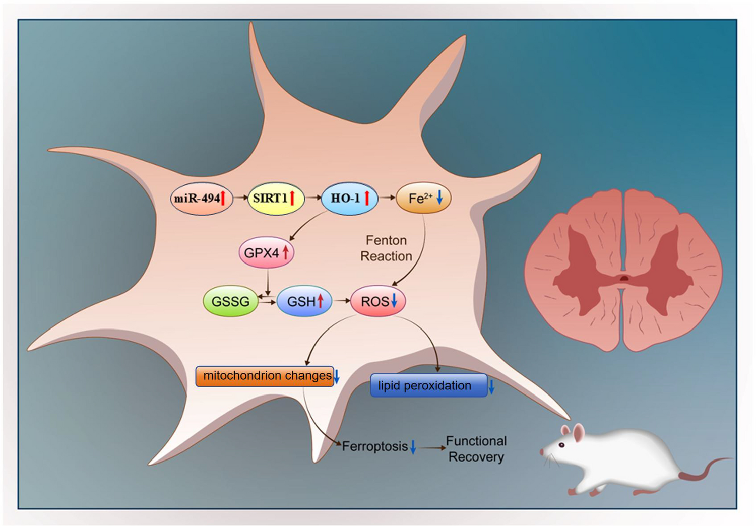 Exosomal miR-494 from Bone Marrow Mesenchymal Stem Cells Attenuates Ferroptosis and Enhances Spinal Cord Injury Repair by Modulating the SIRT1/HO-1 Pathway