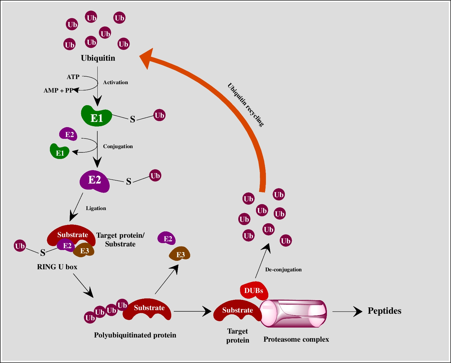 Boosting Brain Clean-Up: Can Targeting UPS Genes Offer Neuroprotection?