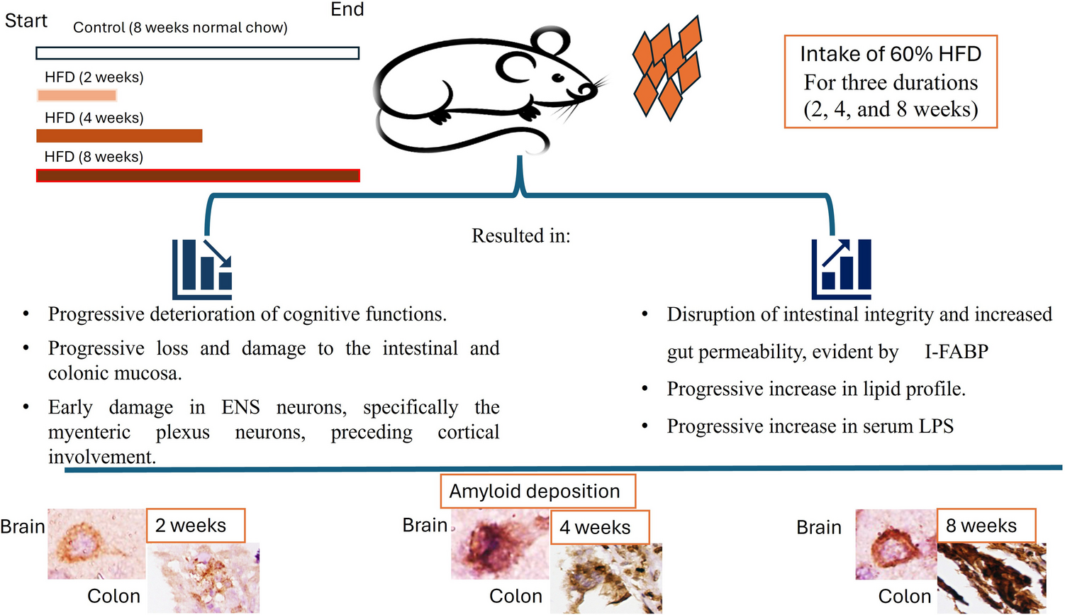 Interruption of the Gut Integrity Contributes to Early Accumulation of Amyloid-β in the Enteric Nervous System in Rats Supplemented with a High-Fat Diet