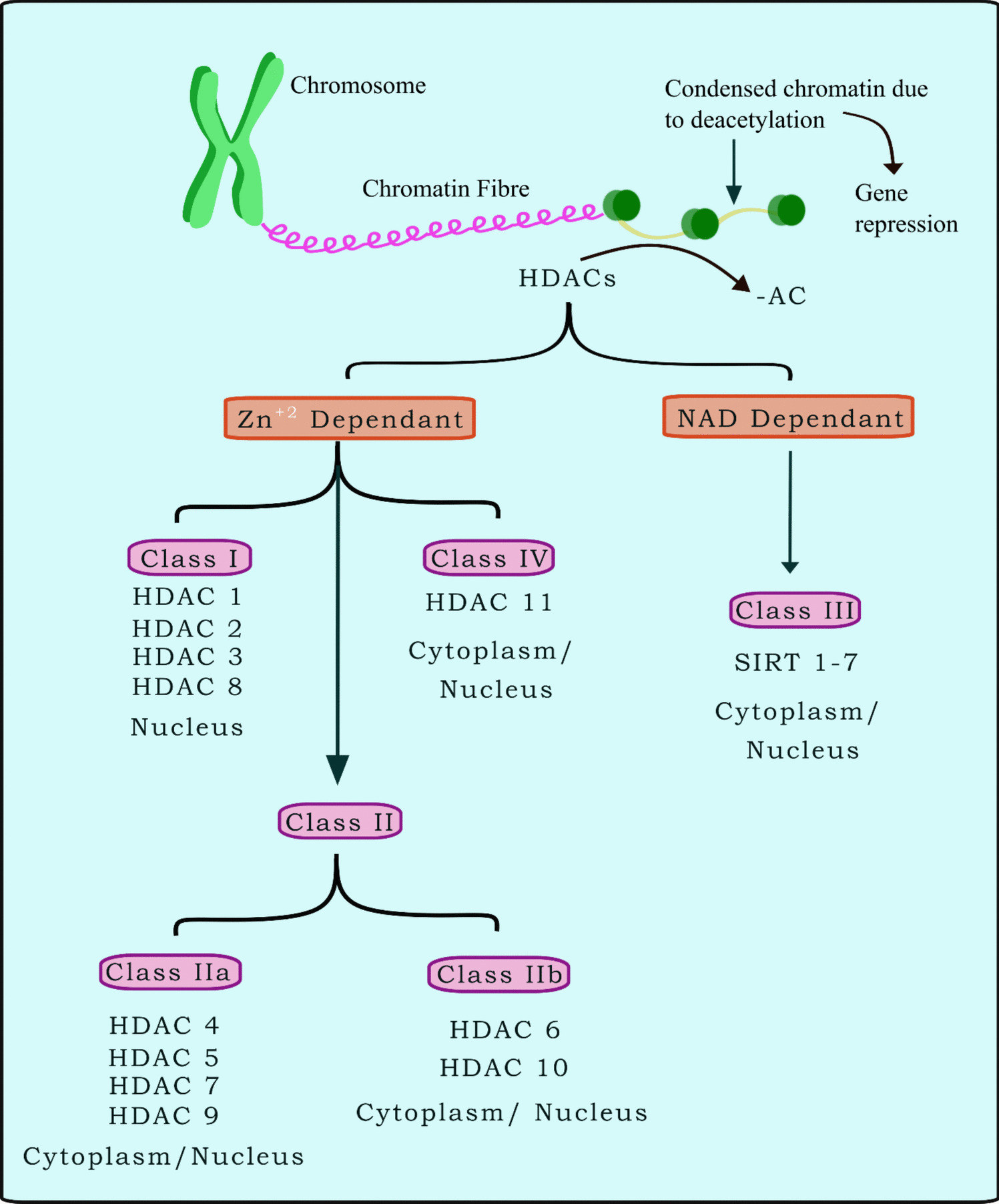 Histone Deacetylase 2 in Alzheimer’s Disease: A Comprehensive Molecular Blueprint for Therapeutic Targeting
