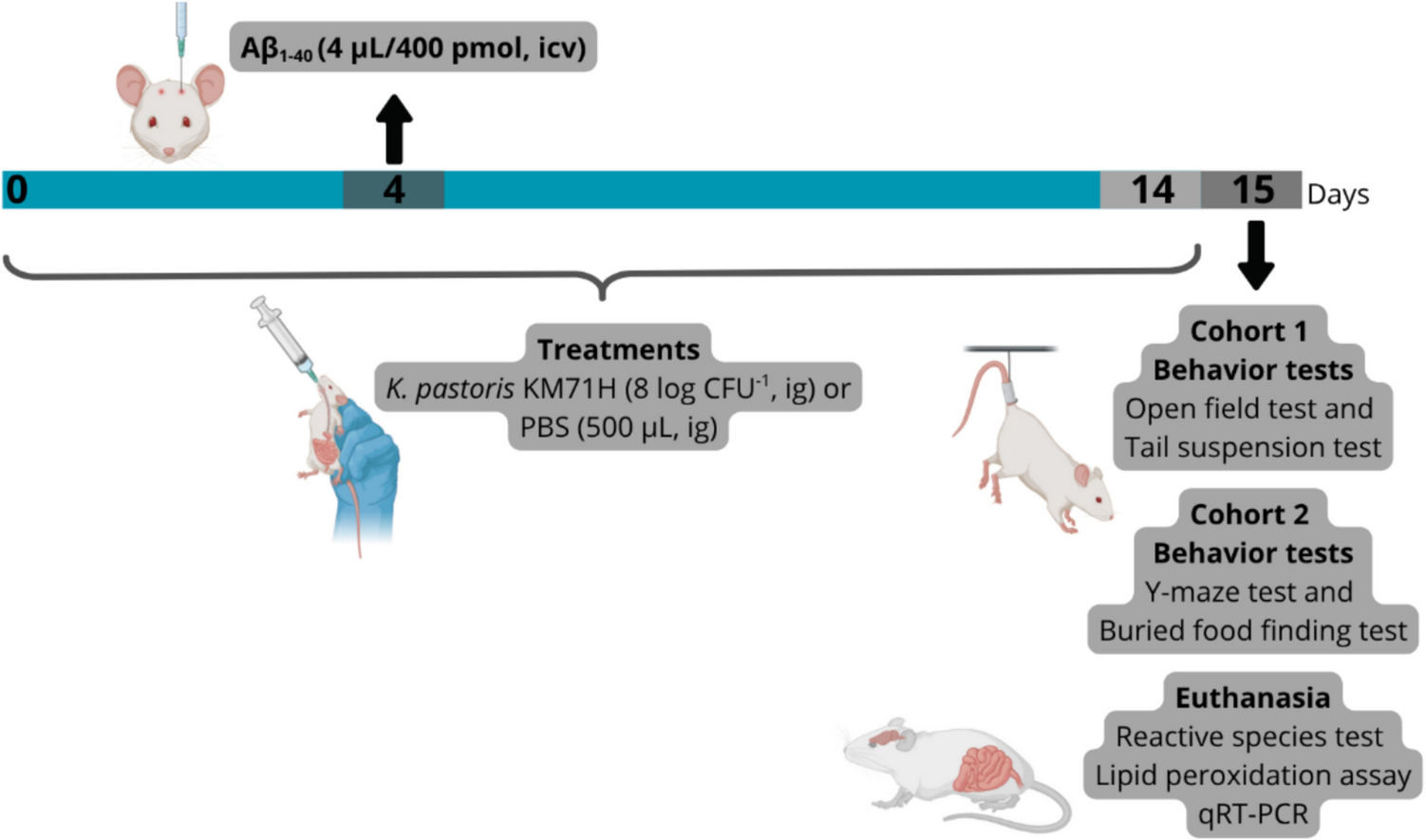 s KM71H Attenuates Cognitive Deficits and Depressive-Like Behavior by the TLR4/NF-κB Signaling Pathway in an Aβ-Induced AD-Like Mouse Model