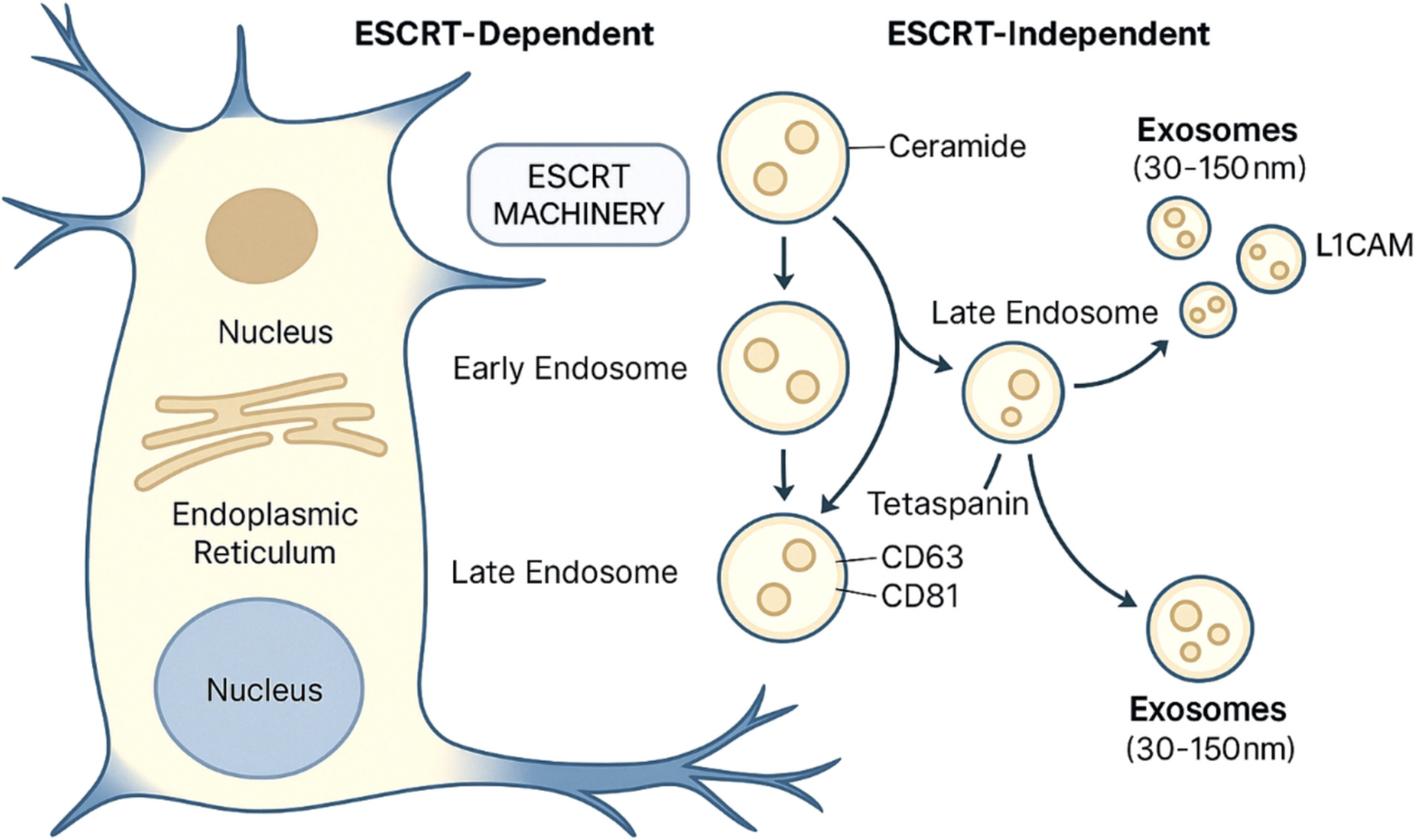 Brain-Derived Exosomes in Neurodevelopmental and Neuropsychiatric Disorders: Molecular Insights, Therapeutic Potential, and Translational Challenges