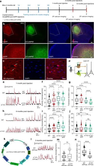 The alpha7 nicotinic acetylcholine receptor mediates network dysfunction in a mouse model of local amyloid pathology