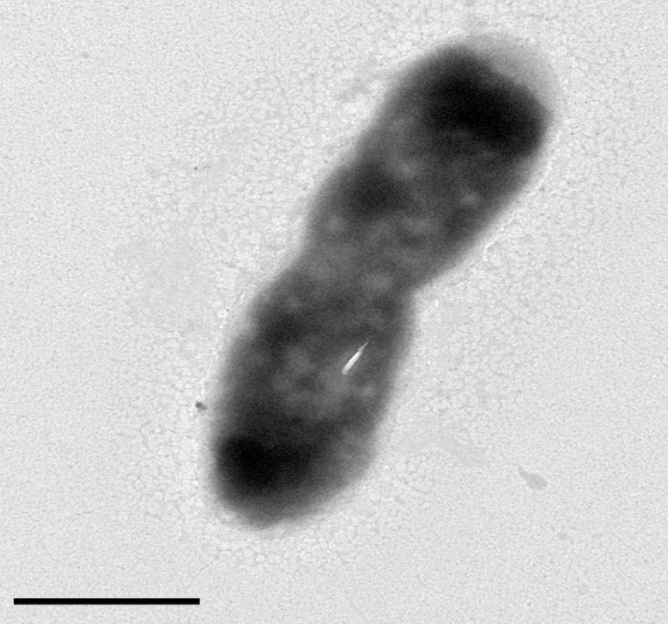 gen. nov., sp. nov., a Novel Member of the Family , a Flocculent Bacteria Isolated from an Urban Sewage Treatment Plant