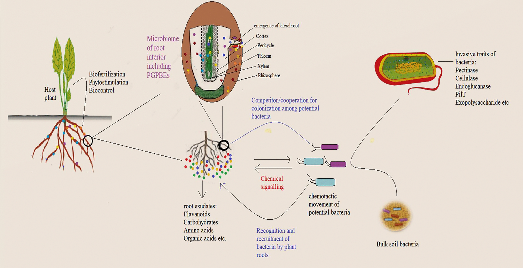 Bacterial Endophytes of Medicinal Plants: Applications and Recent Developments
