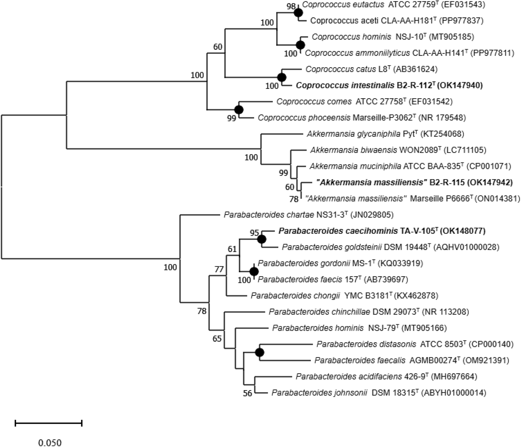 sp. nov.,  sp. nov., and “” B2-R-115 with High Probiotic Potential from the Human Gut Microbiome