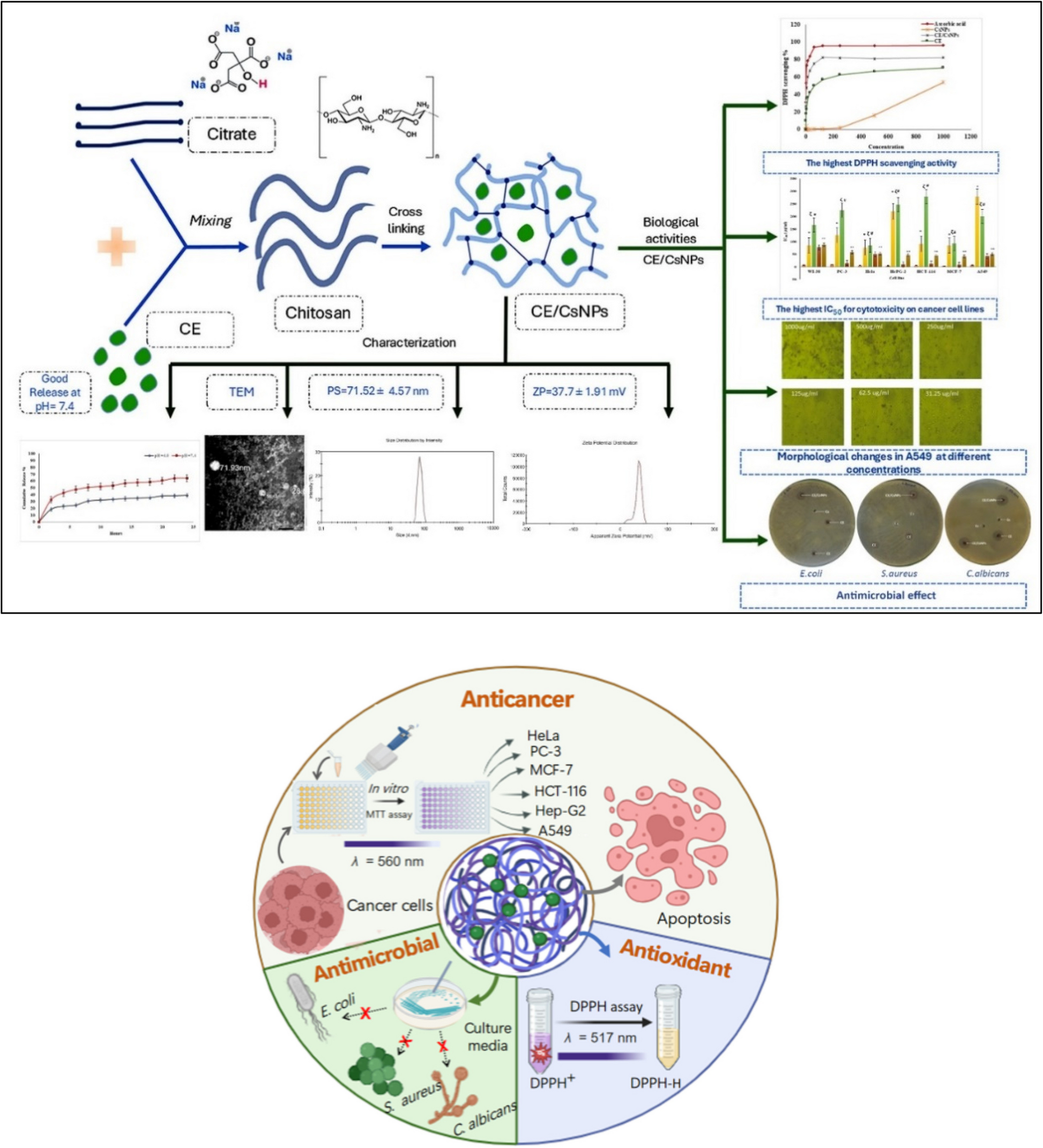 Chitosan nanocarriers loaded with Egyptian Calligonum comosum L'Hér. Extract: an eco-friendly approach for investigating triple-action biological activities