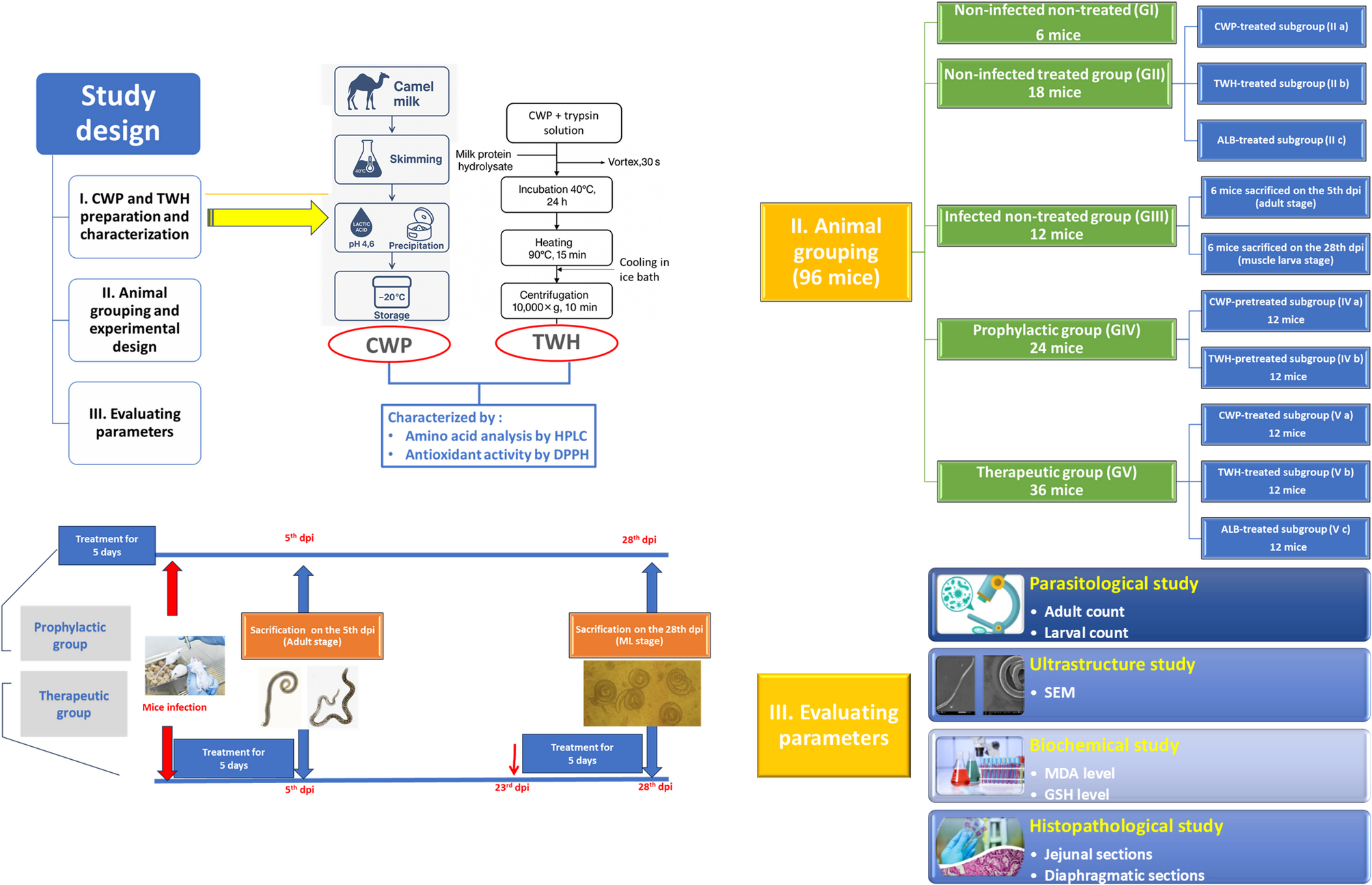 Evaluation of prophylactic and therapeutic activity of camel whey protein and its trypsinized hydrolysate against experimental trichinellosis