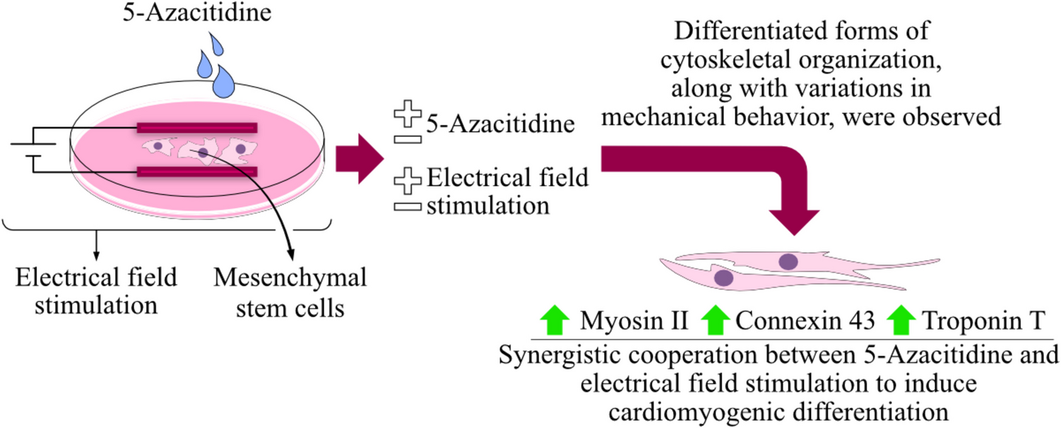 Nanoindentation Characteristics and Cytoskeletal Organization of Stem Cells Toward Cardiomyogenic Differentiation by Electrochemical Stimulations