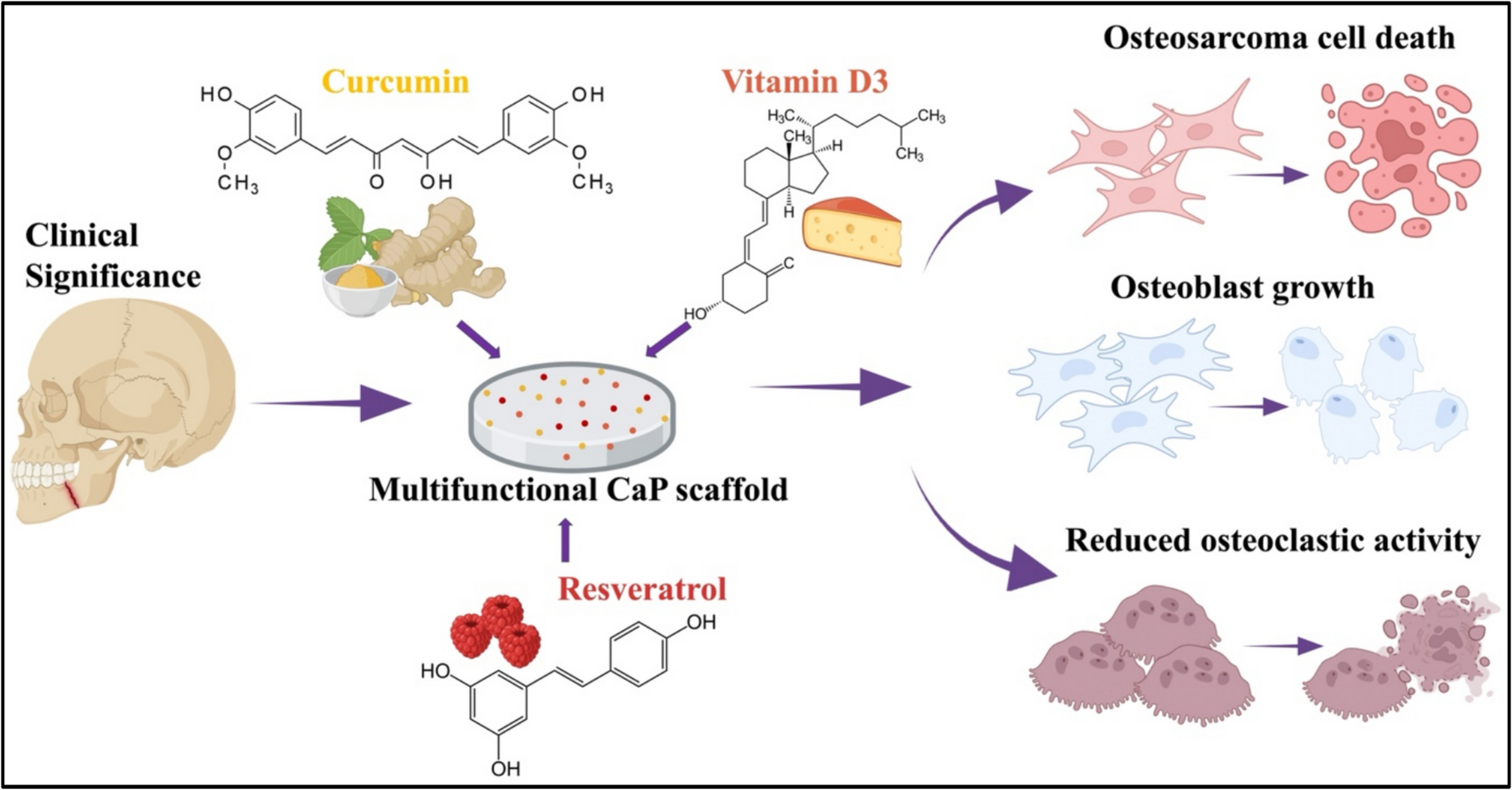 Multiple Drug Delivery Ability of Calcium Phosphate Scaffolds promotes Osteogenic Gene Expression in In Vitro Co-culture Model