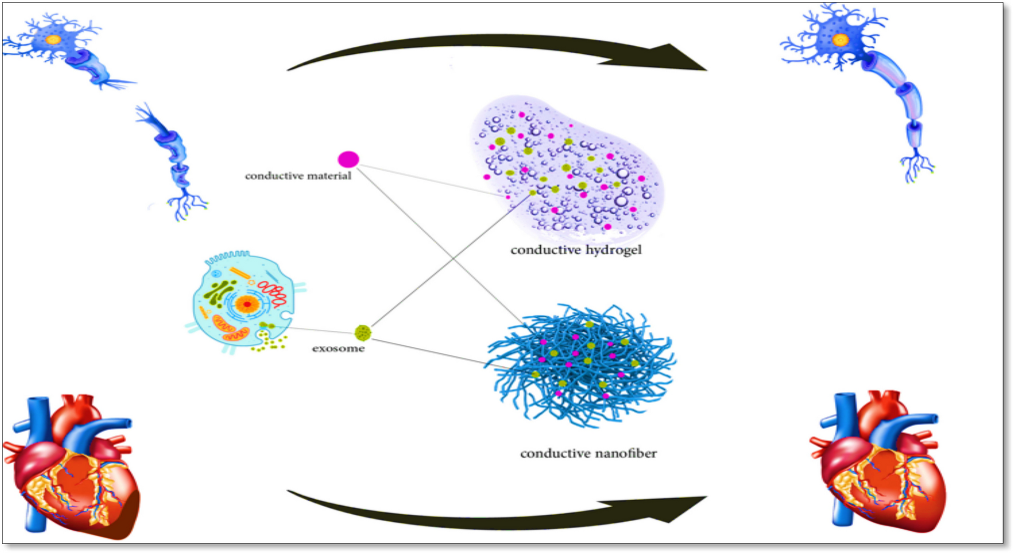 Conductive Scaffolds as Exosome Carrier for Regeneration: State of the Art and Perspectives